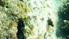 #潛水 #海洋生物 #海底世界