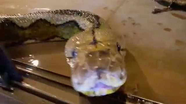 大蟒蛇的超强力亲亲