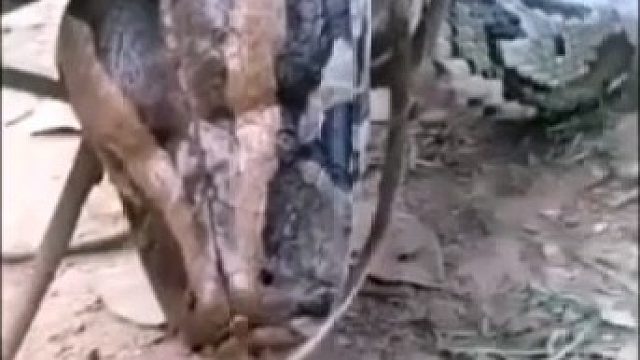 这么大一条蟒蛇