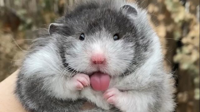 生了十七个娃，笑死，没一个像爹