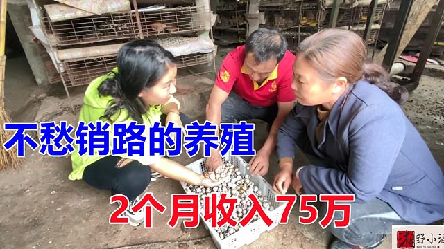 农村赚大钱的养殖，养了50000只，2个月收入75万，好养又不愁卖！