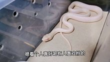 又被白娘娘咬了