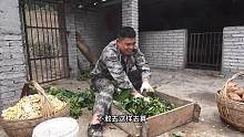 今年养猪不容易，农村大哥养10多头猪，每天都要这样喂猪