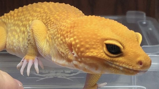 养了1年的蜥蜴，连手都不给摸