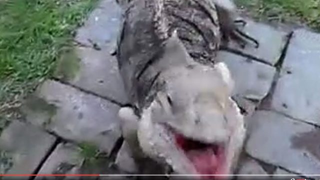 .认为自己是一条狗的蜥蜴，我的世界观彻底被颠覆了，好好的蜥蜴硬生生的养成狗了