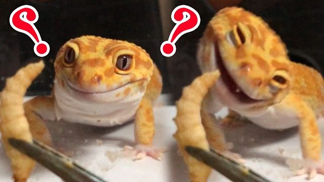 怎么气死一只蜥蜴？