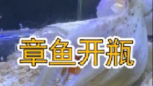 章鱼打开瓶口的那一刻，螃蟹仿佛看到了天使