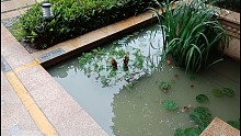 戲水