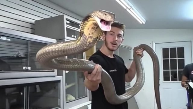 给超大眼镜蛇洗澡是什么体验