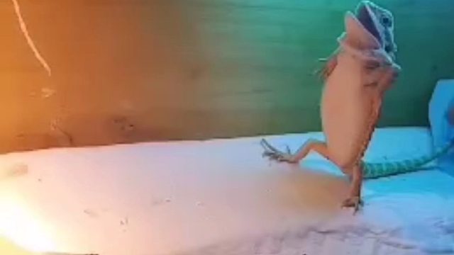 看了视频给我一个不买鬃狮蜥蜴的理由