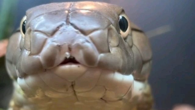 眼镜蛇你瞅啥？