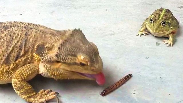 牛蛙跟着蜥蜴混，三天饿九顿系列—彻底反目！
