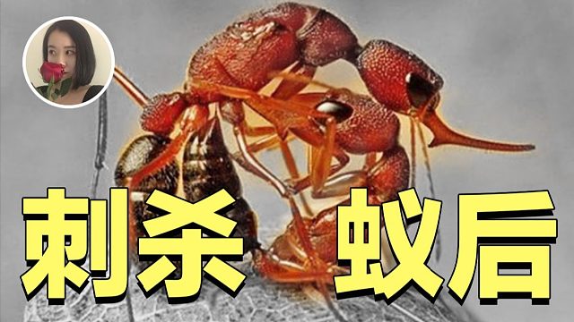 【超个体蚂蚁01】工蚁杀疯了!蚁群竟可以没有蚁后