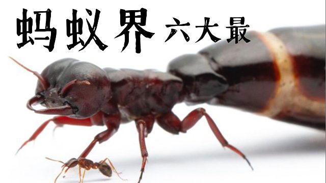 【蚂蚁知识】蚂蚁界的最毒、最大、最小……