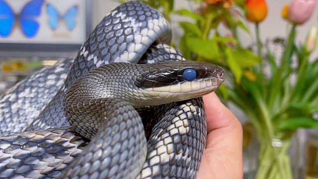 沉浸式看疯批美人—越南黑眉蛇