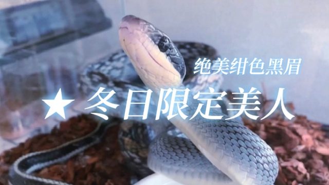 冬季美人蛇上线！眉哥安静起来真的绝美！！