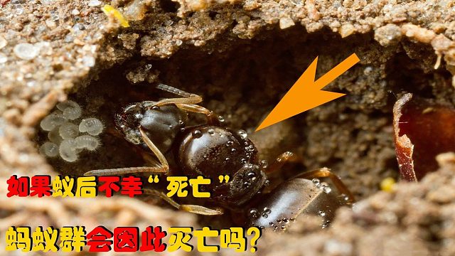 假如蚁群中的“蚁后”不幸死了，蚂蚁群该怎么办？蚁群会灭亡吗？