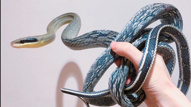 冷艳绝伦！了解一下蛇的颜值巅峰～越南黑眉