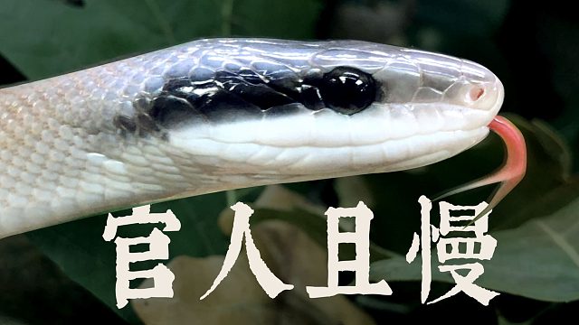 许仙！！你小子赚大了！！