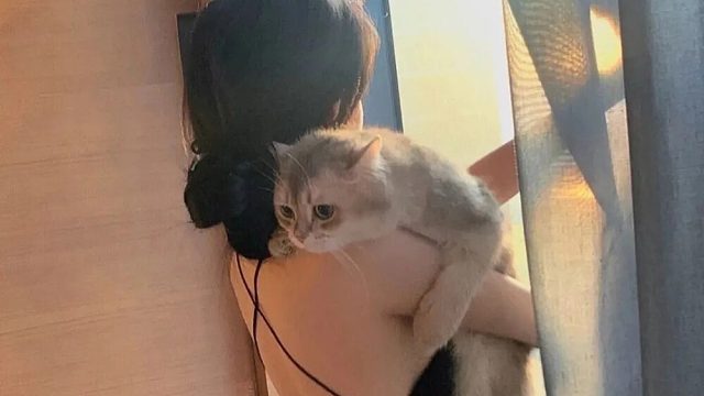 【陈桃儿】超治愈猫咪的呼噜声