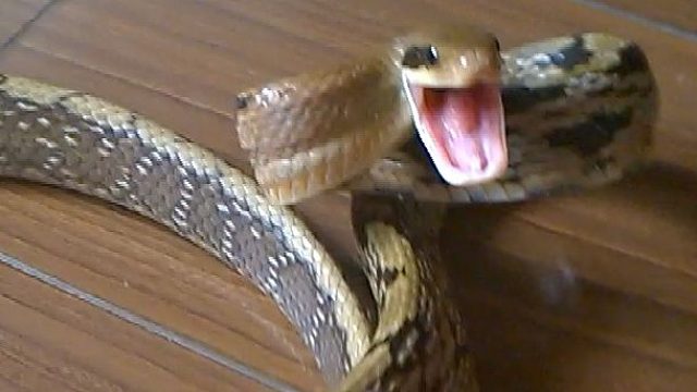 猛爹属性的黑眉曙蛇