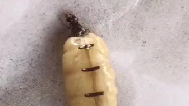 第一次见到蚂后