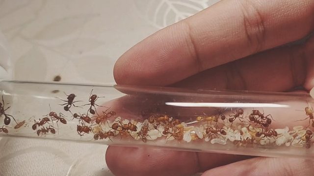 世界上毒性最强的昆虫，马里科帕须蚁（没有之一）