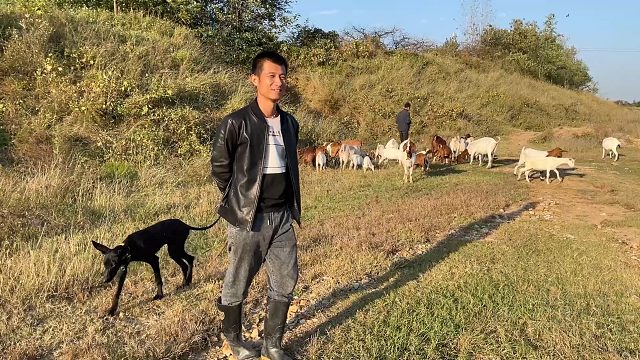 自家刚买了20只山羊，小伙想扩大养殖再买些绵羊，看媳妇在旁咋说