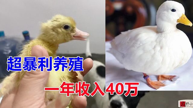 高暴利养殖，2斤一只卖15000块，孵化技术已掌握，年入40万不愁了！