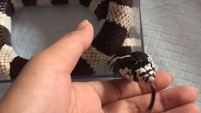 【加州王蛇】论有一只温顺乖巧可爱的小蛇蛇是一种怎样的经历