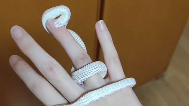 【加州王蛇】为什么差别那么大啊!!!!!!