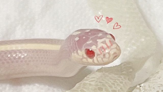 【王蛇】小帅哥竟当众脱衣