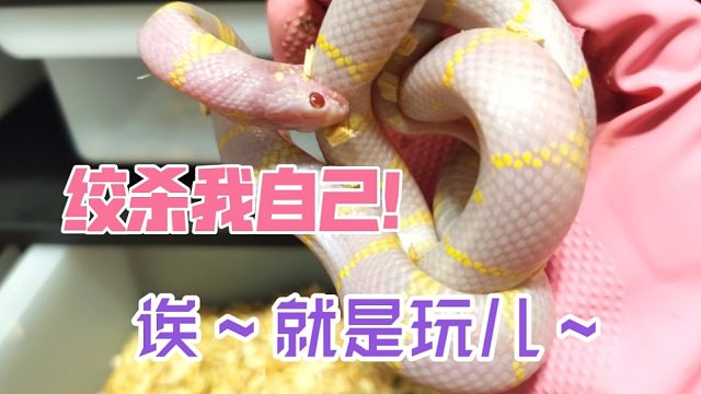 别惹我，我生气了连自己都咬！猪猪式绞杀