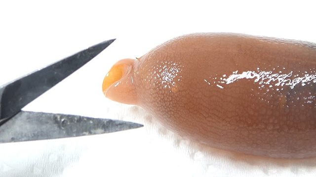 徒手解刨海肠子，boom