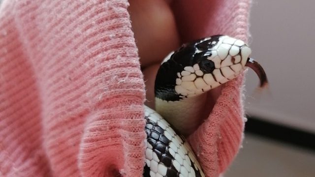 【加州王蛇】麻麻袖子里最安全～