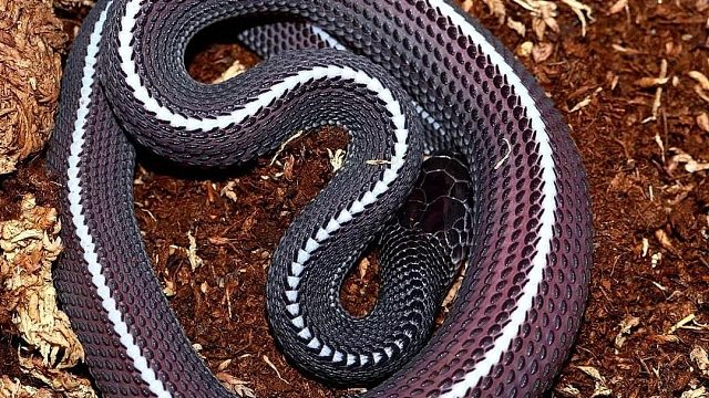 加州王蛇SD直线之魅