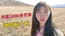 內(nèi)蒙牧區(qū)養(yǎng)羊多掙錢？草原羊1000左右掙50多萬，冬季羊長膘肉質(zhì)好