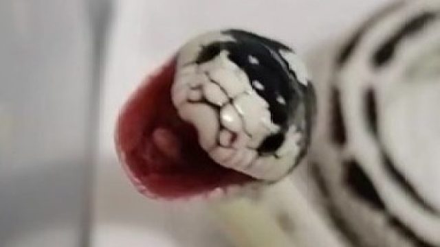 【加州王蛇】见过蛇拉粑粑么…