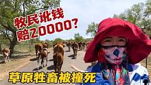游客在草原撞牛赔20000牧民讹人不赔钱不让走语言不通闹大误会
