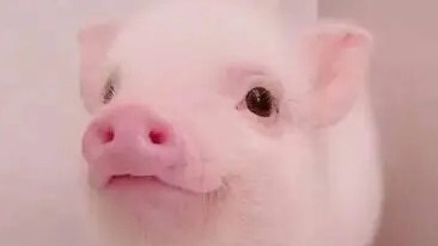 低端局的猴子王！