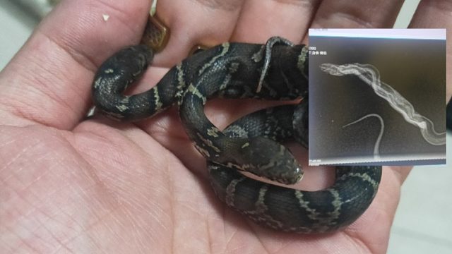 在吗？看看内脏   【双头蛇饲养日记】