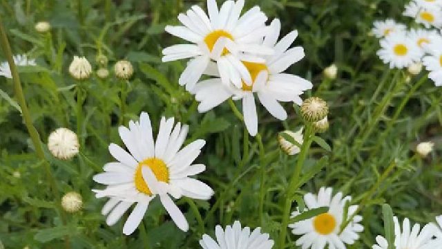 不值一提  没你们顺罢了片段5