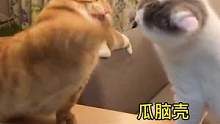 短腿貓：這jio怎么不一樣呢#曼基康矮腳 #家有傻貓 #短腿貓 #萌寵