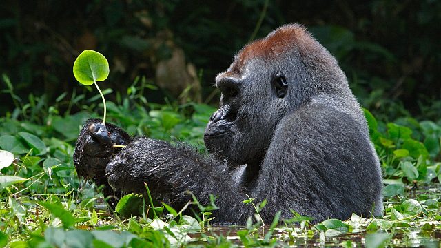 【封狗榜】（上）“温州周杰伦”~~每一种存在都是一个风景、欢迎常来直播间亮相~~~