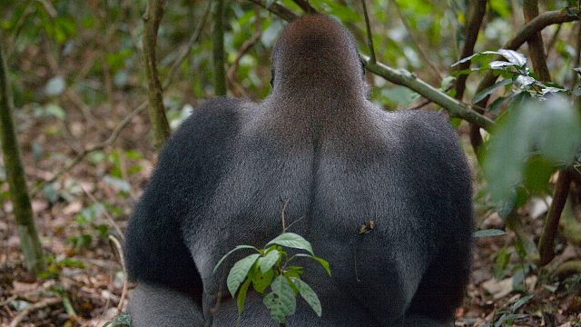 【封狗榜】（下）“温州周杰伦”~~每一种存在都是一个风景、欢迎常来直播间亮相~~~