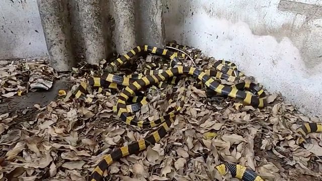 金环蛇，甩动的大金链子