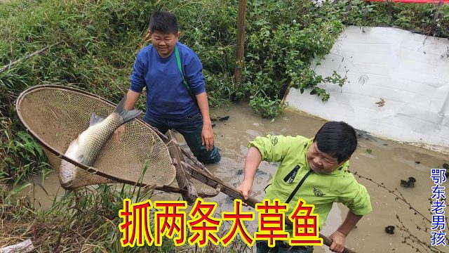 老男孩跟小六两兄弟下鱼塘抓鱼，两条大草鱼，两人猜重量看谁准