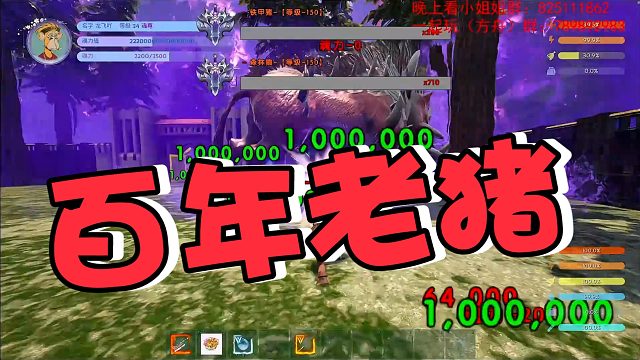 【龙飞】百年老猪