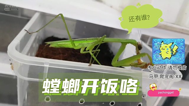螳螂吃饭咯~【爬宠阁】