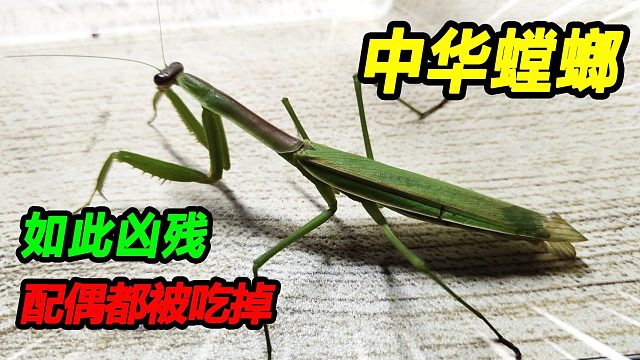 螳螂开箱，万万没想到竟然发生这种事……